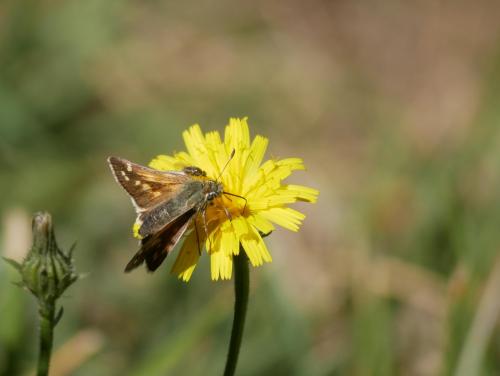 Hesperia comma