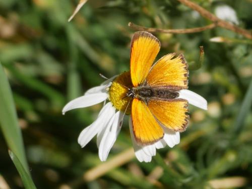 Réf. 291 242 : Lycaena virgaureae