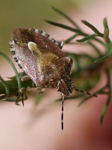 Réf. 291 245 : Dolycoris baccarum