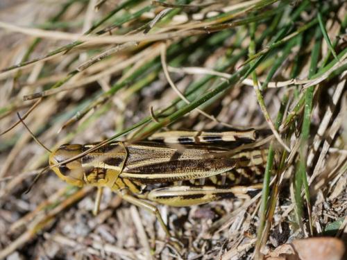 Réf. 291 246 : Arcyptera fusca
