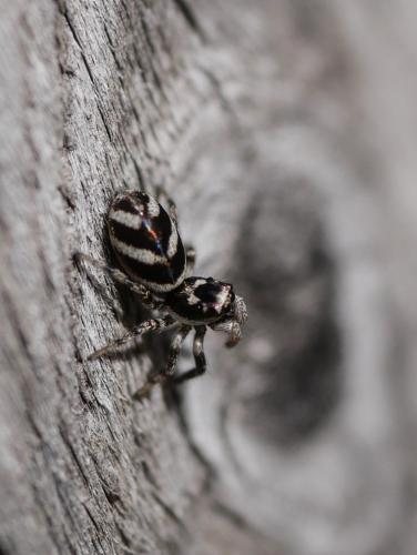 Réf. 291 441 : Salticus sp.