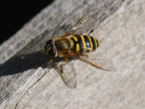 Réf. 291 534 : Syrphus torvus