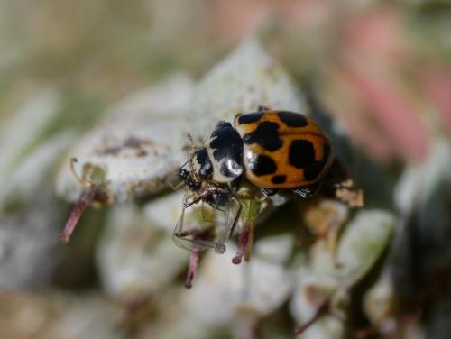 Réf. 291 540 : Ceratomegilla notata