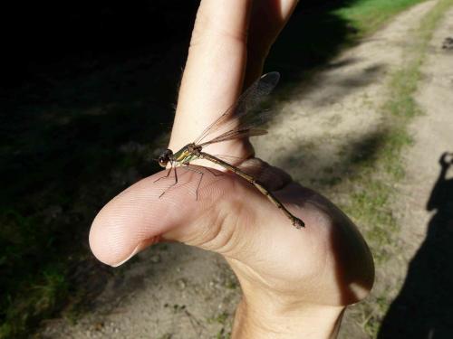 Chalcolestes viridis