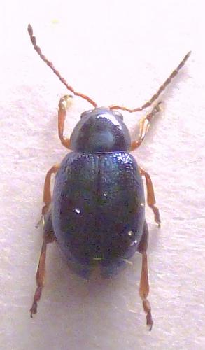 Aphthona semicyanea