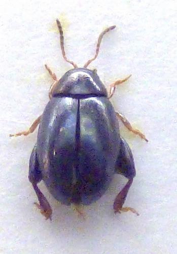 Dibolia pelleti