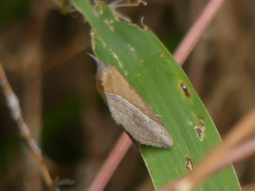 Hypena lividalis