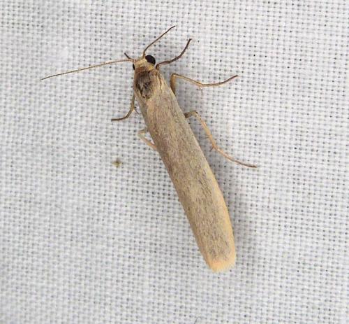 Réf. 291 464 : Eilema sp.