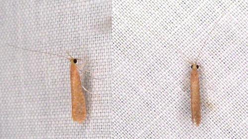 Setodes punctatus