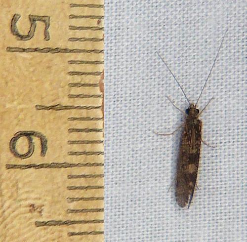 Réf. 291 236 : Hydropsyche sp.