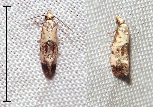 Réf. 291 858 : Cochylis hybridella