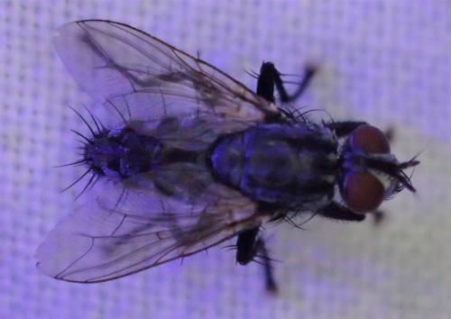 Sarcophaga sp.