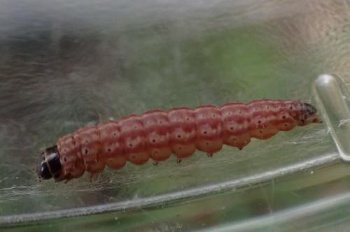Aroga velocella