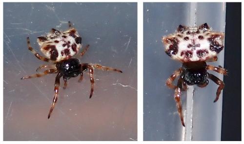 Gasteracantha kuhli
