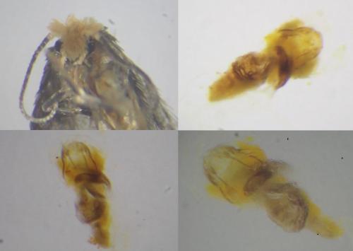 Stigmella suberivora