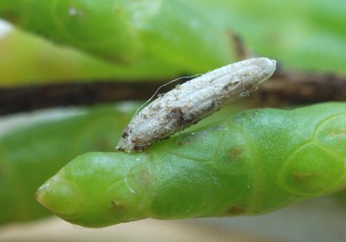 Coleophora sp.