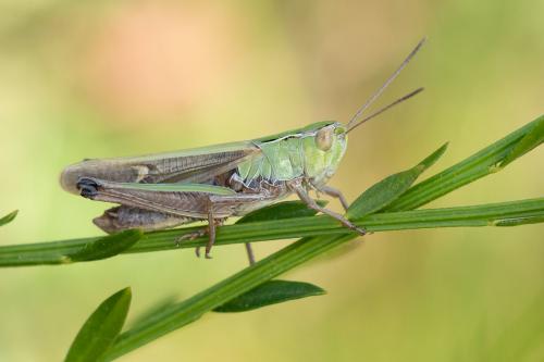 Réf. 291 492 : Stenobothrus lineatus lineatus