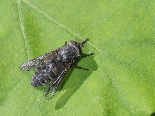 Réf. 291 054 : Hybomitra sp.