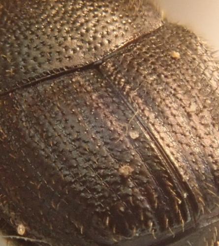 Onthophagus sp.