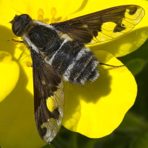 Réf. 291 600 : Hemipenthes villeneuvei
