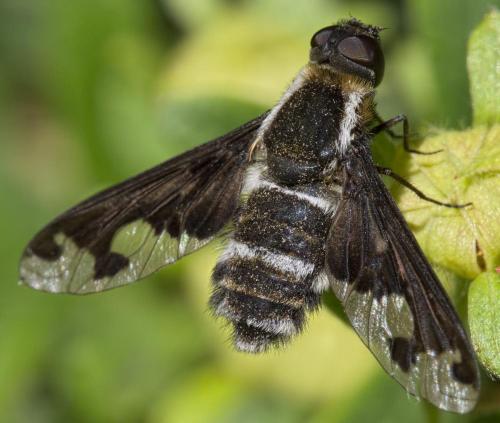 Réf. 291 601 : Hemipenthes villeneuvei