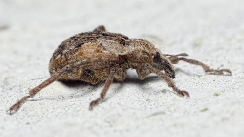 Réf. 291 829 : Brachypera dauci