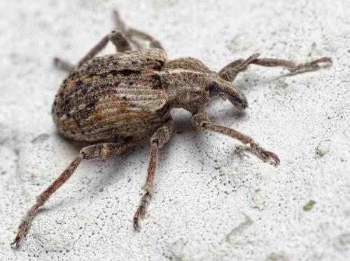 Réf. 291 828 : Brachypera dauci