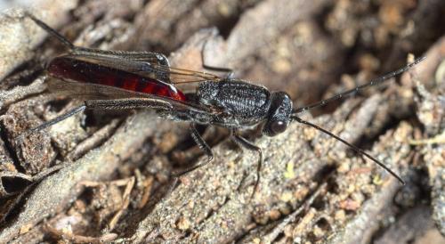 Réf. 291 761 : Ibalia leucospoides