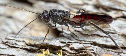 Ibalia leucospoides