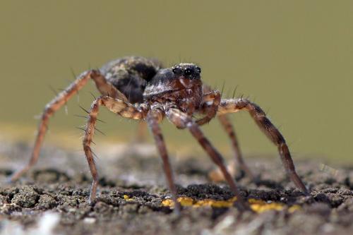 Pardosa sp.