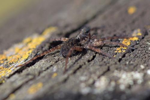 Réf. 291 505 : Pardosa sp.