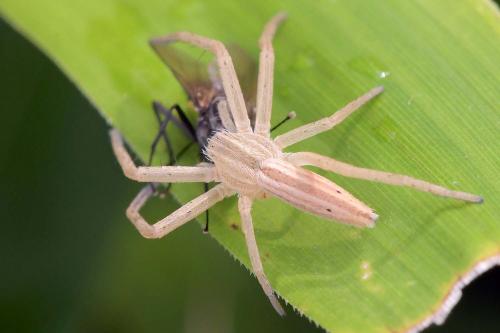 Tibellus sp.