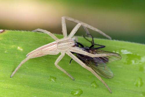 Tibellus sp.