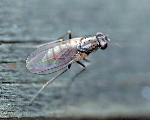 Medetera sp.