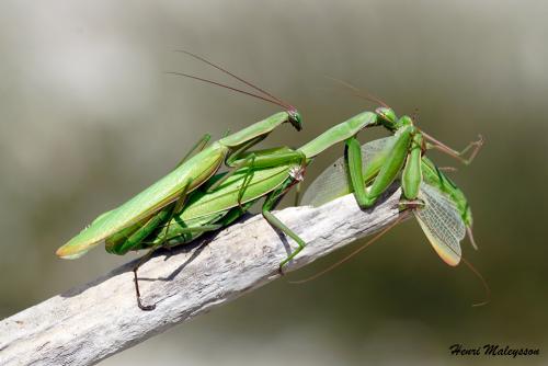 Réf. 291 491 : Mantis religiosa