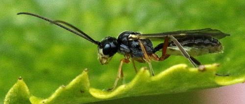 Réf. 291 558 : Acrotomus sp.