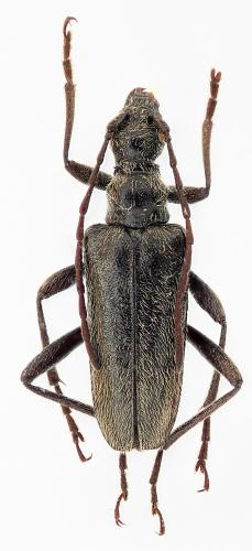 Acmaeops smaragdulus