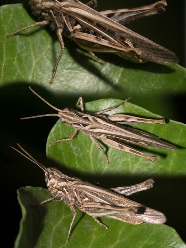 Réf. 291 223 : Chorthippus brunneus brunneus