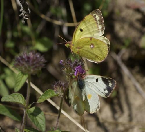 Colias sp.