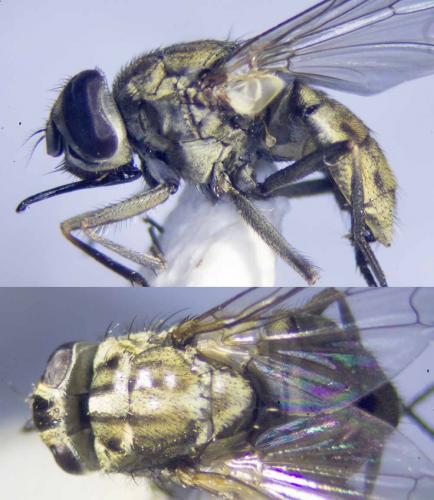 Réf. 291 583 : Stomoxys calcitrans