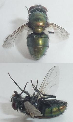 Réf. 291 152 : Chrysomya albiceps