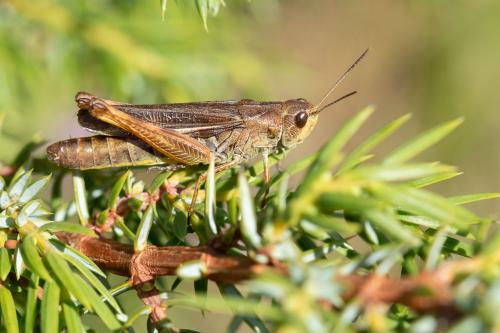 Réf. 291 494 : Stauroderus scalaris scalaris