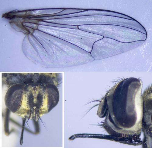 Réf. 291 584 : Stomoxys calcitrans