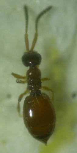 Lagynodes pallidus