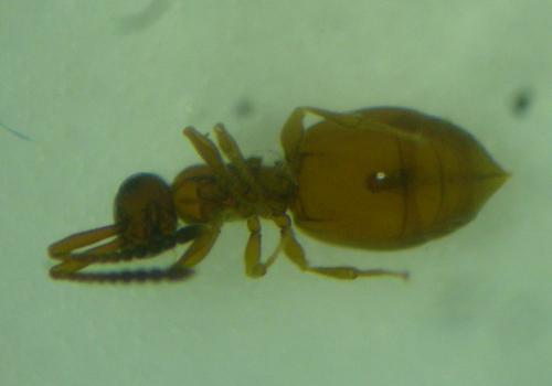 Lagynodes pallidus
