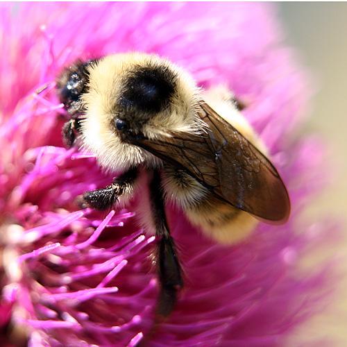 Réf. 291 156 : Bombus mesomelas