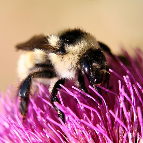 Réf. 291 157 : Bombus mesomelas