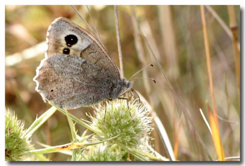 Réf. 291 639 : Hipparchia statilinus