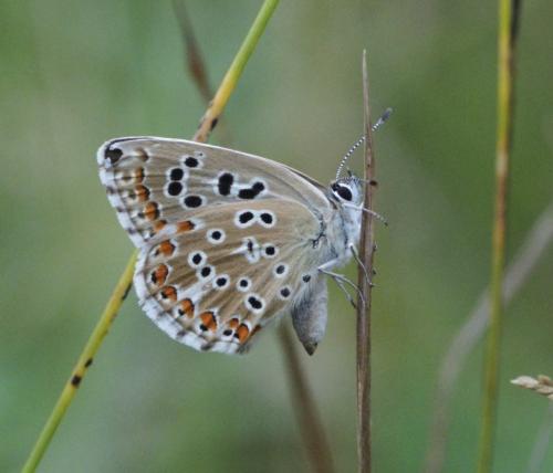 Polyommatus sp.