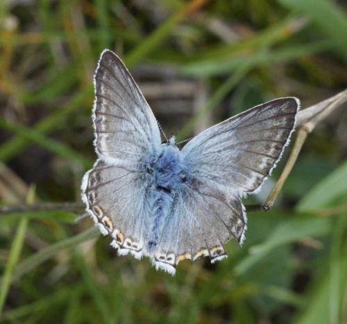 Réf. 291 837 : Polyommatus coridon